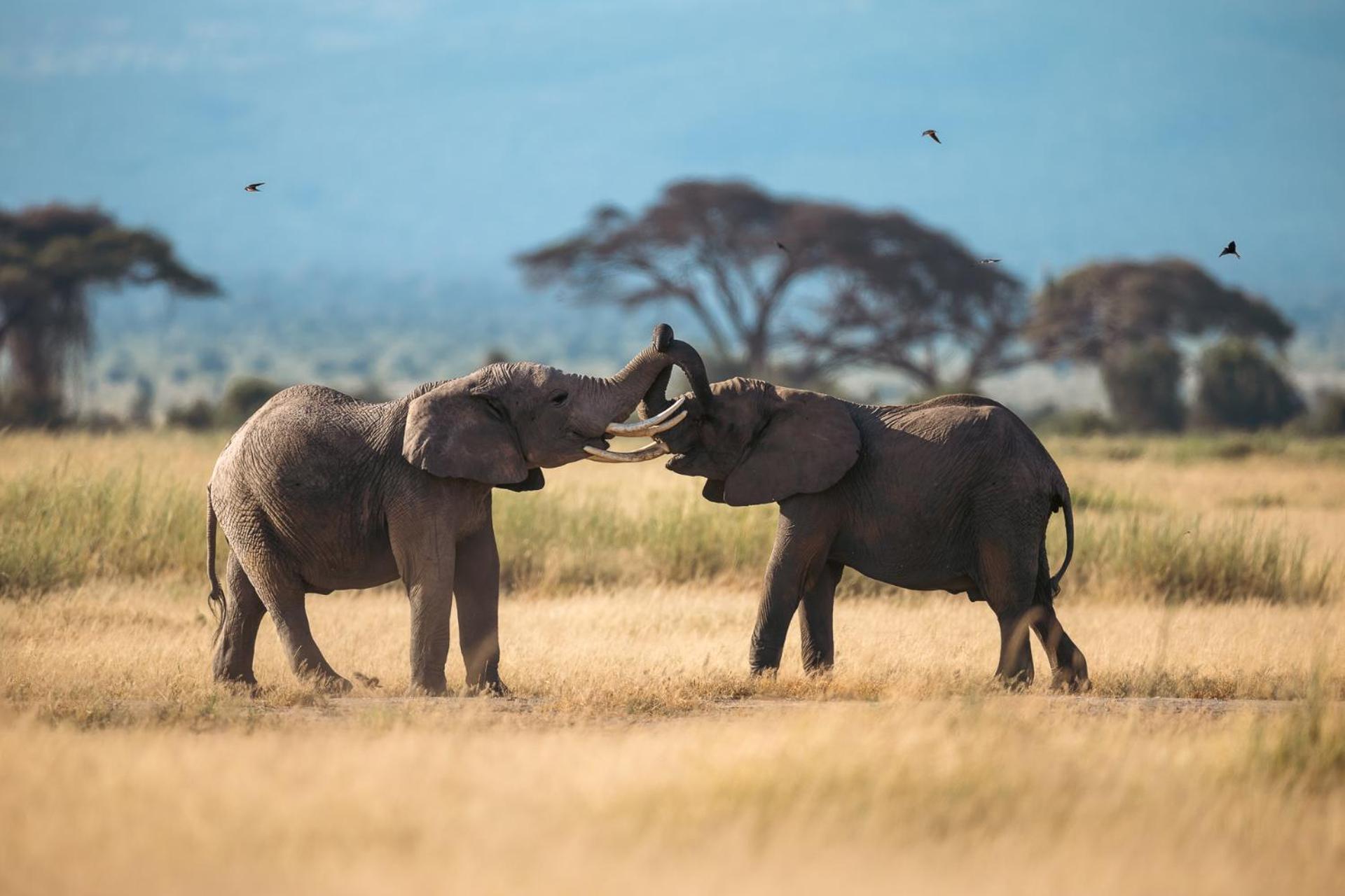 Kilimanjaro View Cabin-Amboseli Oloitokitok Szoba fotó