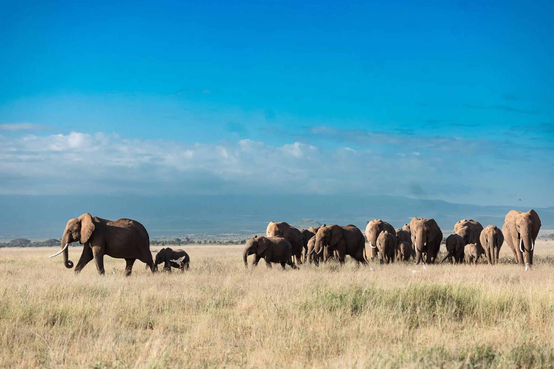 Kilimanjaro View Cabin-Amboseli Oloitokitok Szoba fotó