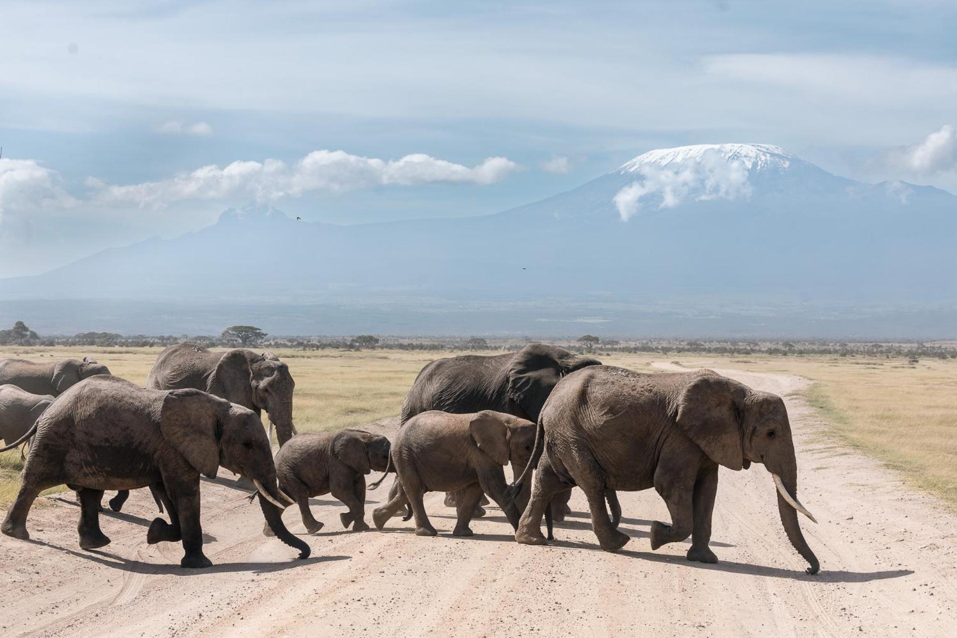 Kilimanjaro View Cabin-Amboseli Oloitokitok Szoba fotó